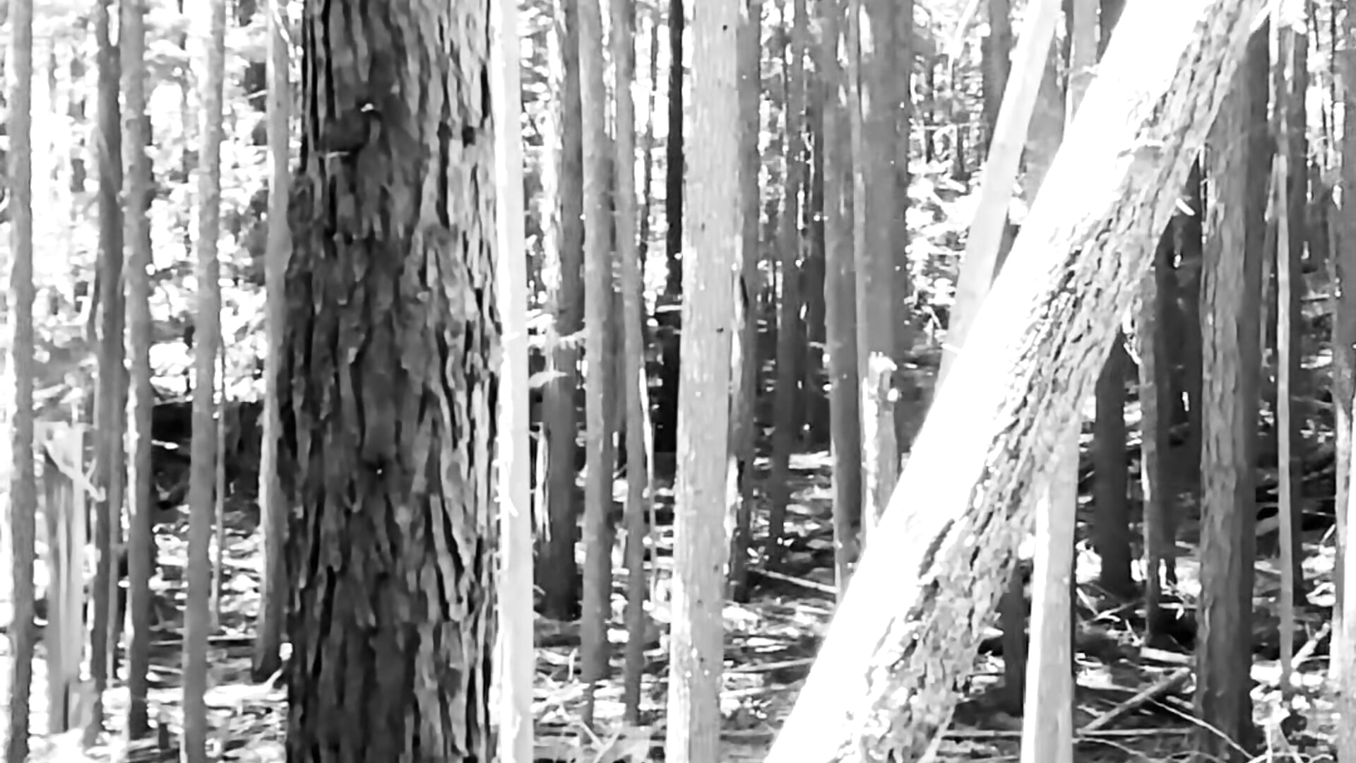 IMG_8491 - theboobietrap主播的视频