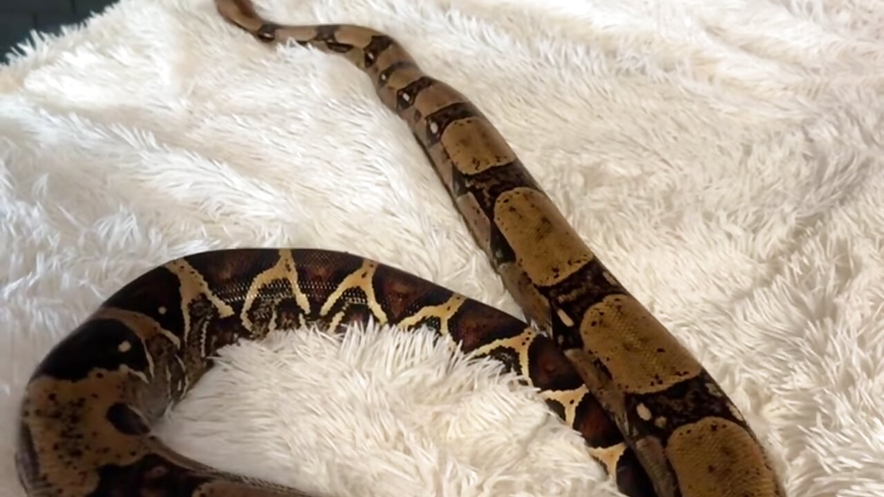 🐍 - video di bigJuicyPussy modella di cam