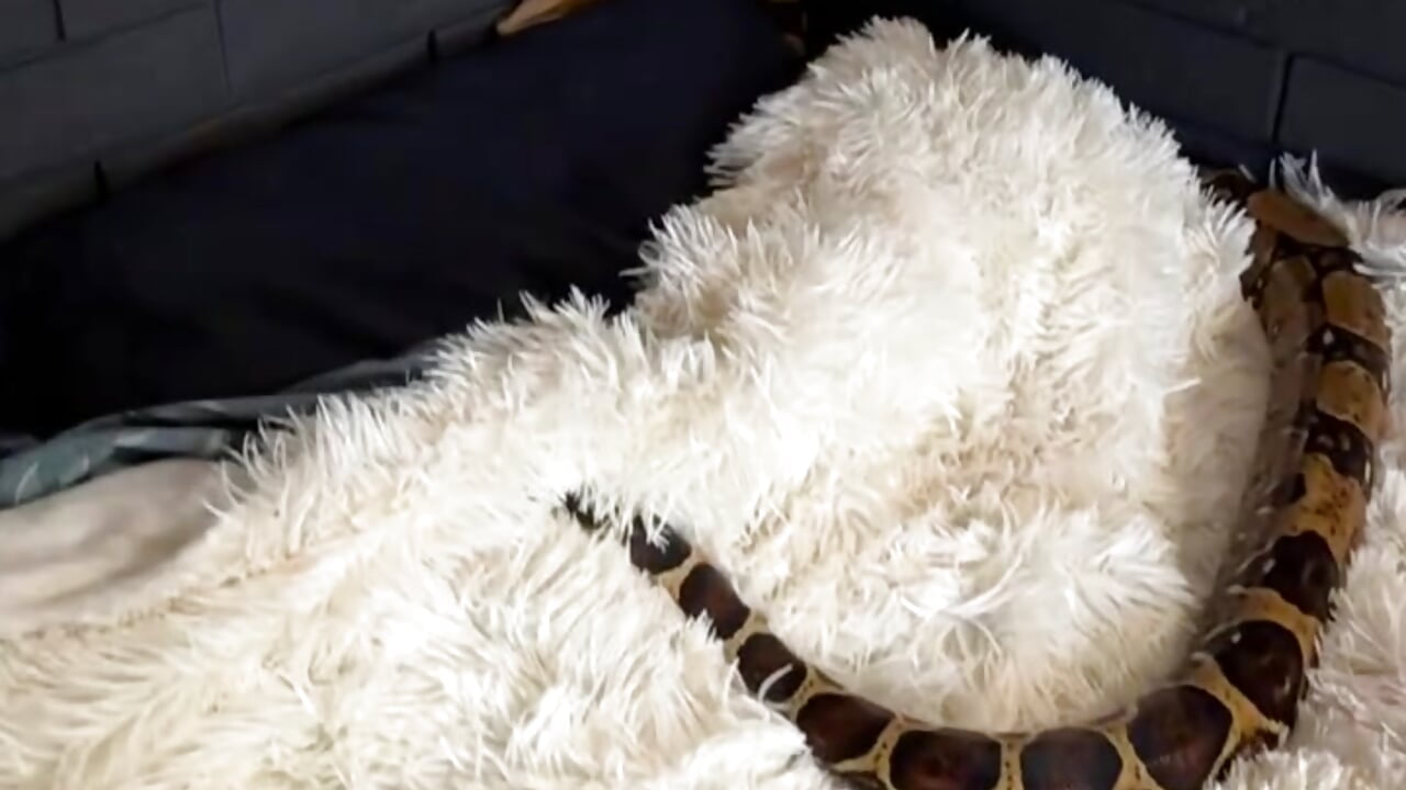 🐍 - video di bigJuicyPussy modella di cam