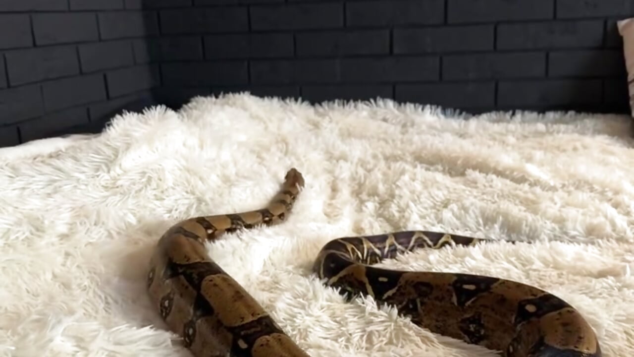 🐍 - video di bigJuicyPussy modella di cam