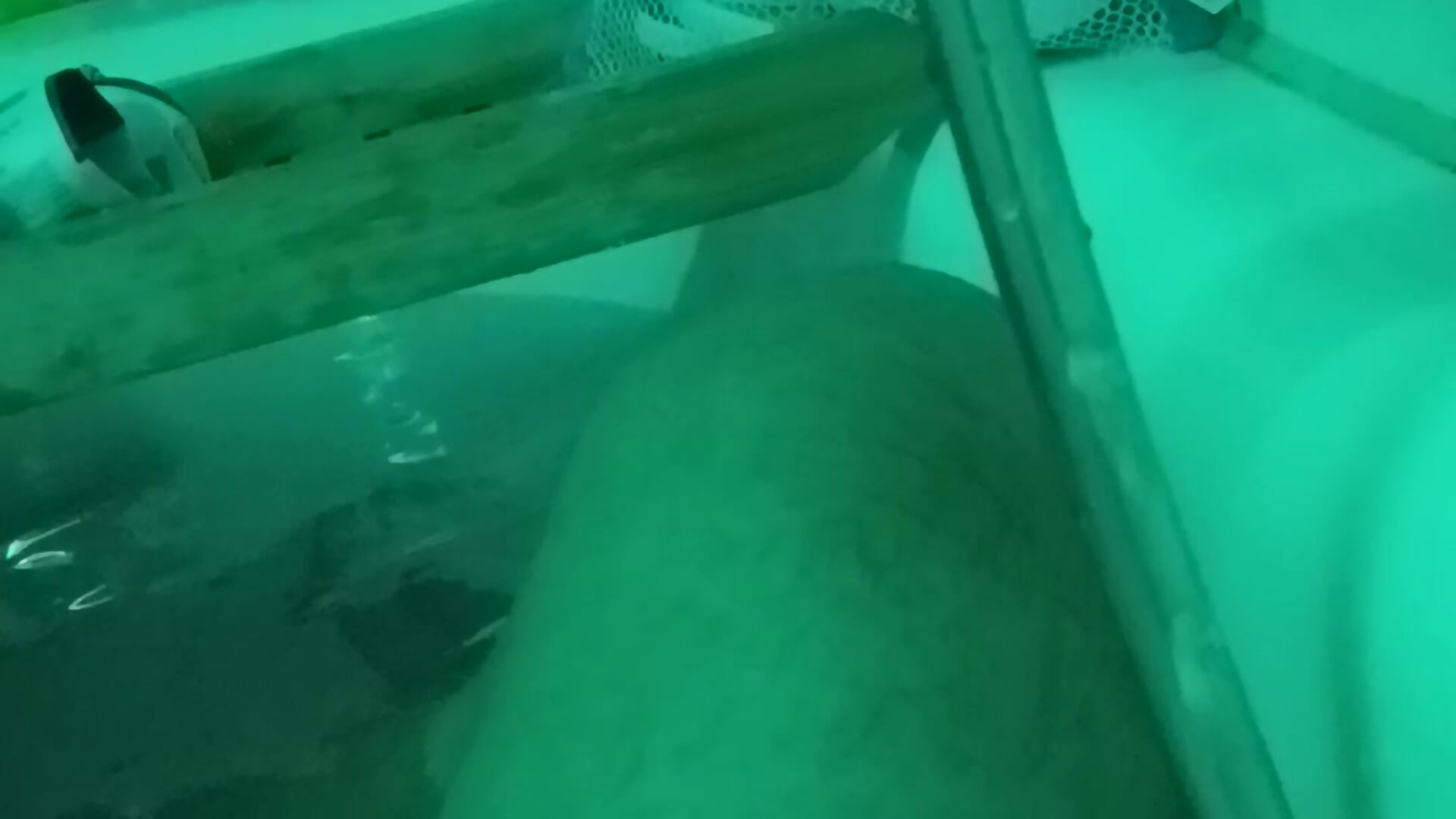 BigBtheone kamerás modell  336. kiemelt videója