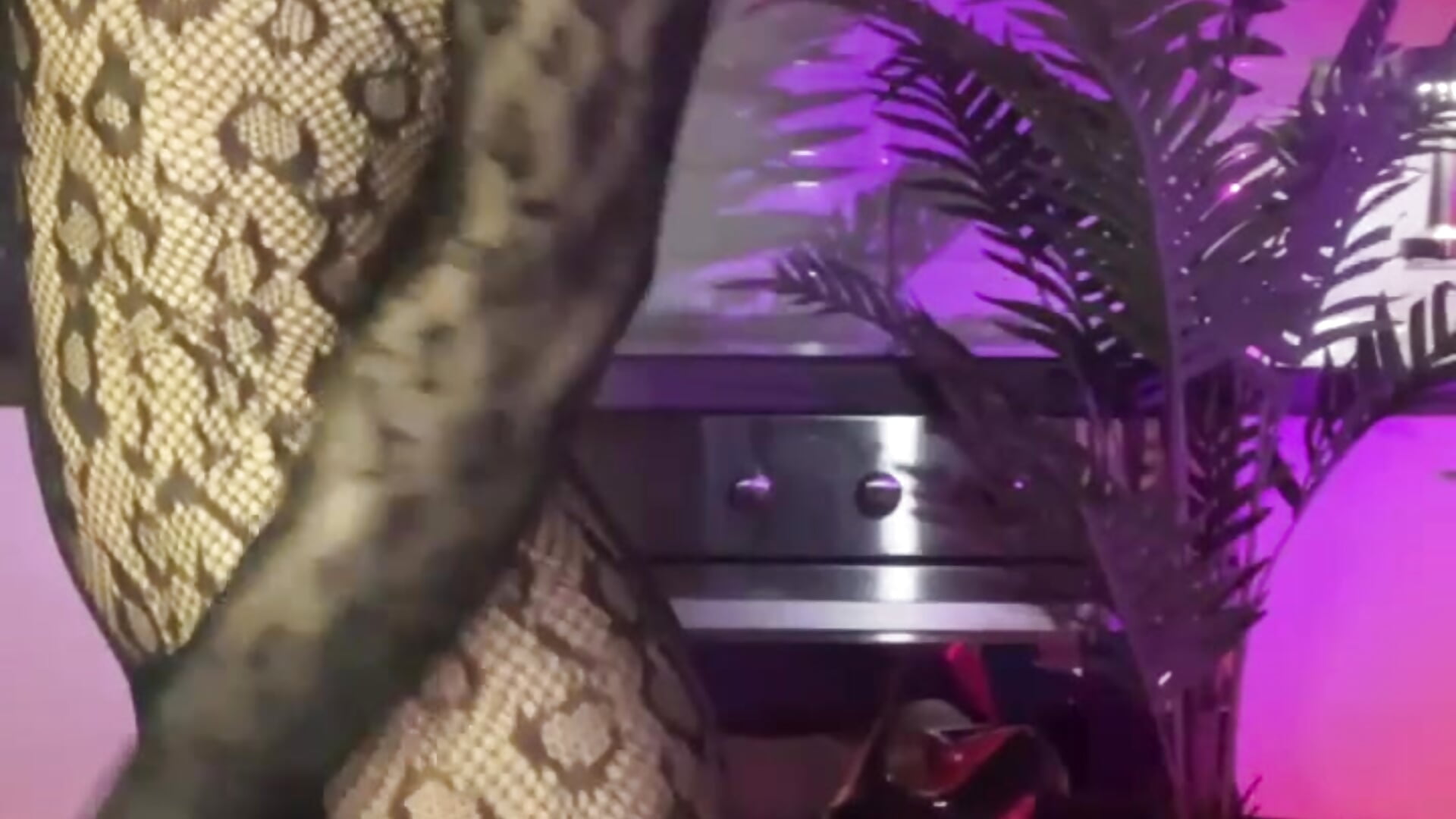 RRR kitty - video av _shadylady_