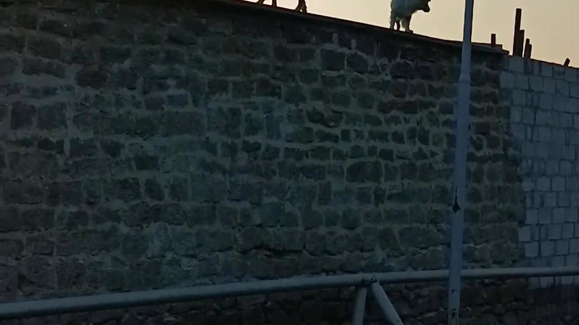 1000025853 – видео вебкам-модели Coni_5665