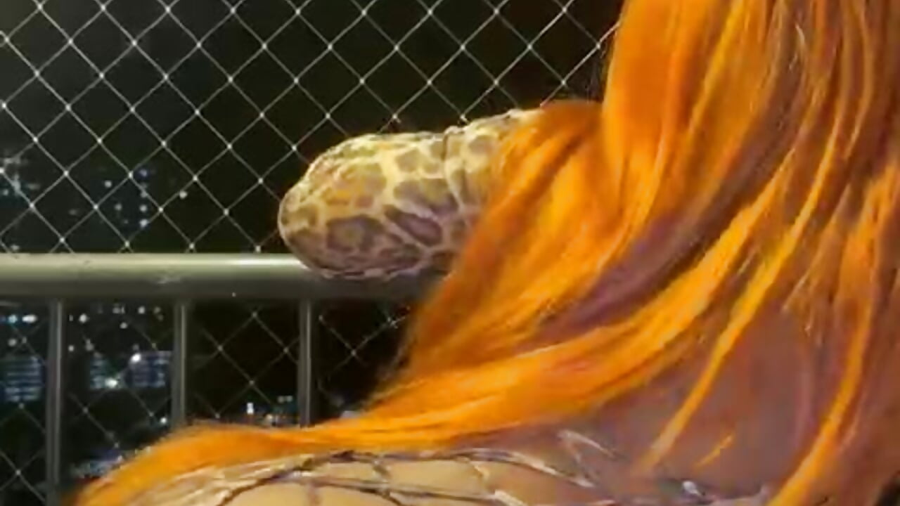 WhatsApp Video 2025-08-31 at 8,08,13 PM - video by Chanell_mina cam model