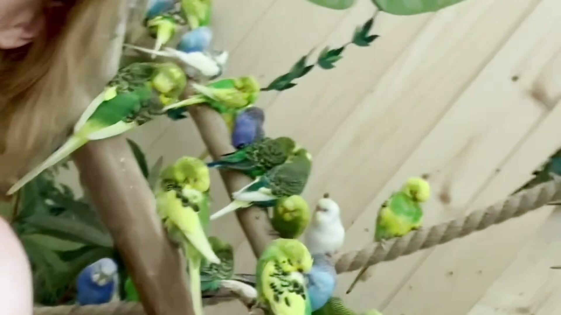 🦜 - vidéo du modèle de showcams lucky13___