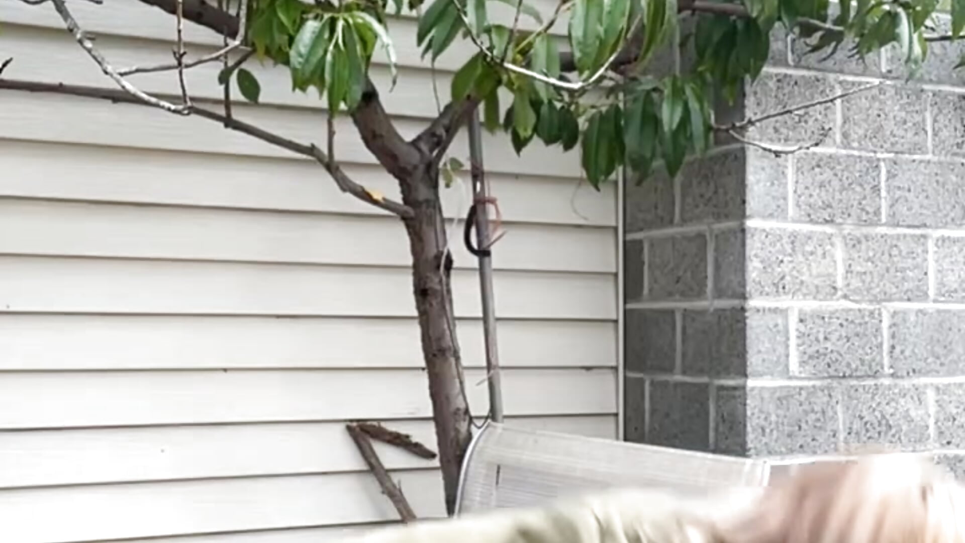 Picking peaches 🍑 - video by sunshinekissxo cam model