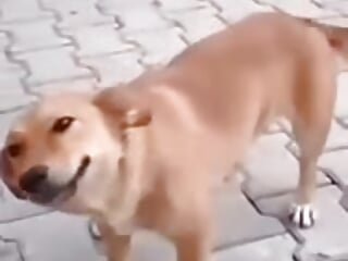 1000111740 - video by joywithenjoy cam model