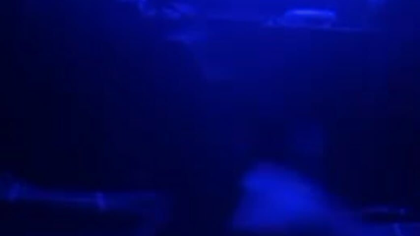 Stroking in blue — filmik Phillydick9, modela(-lki) na kamerkach