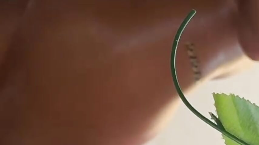 Canela pasión - vidéo du modèle de showcams jenn_fit