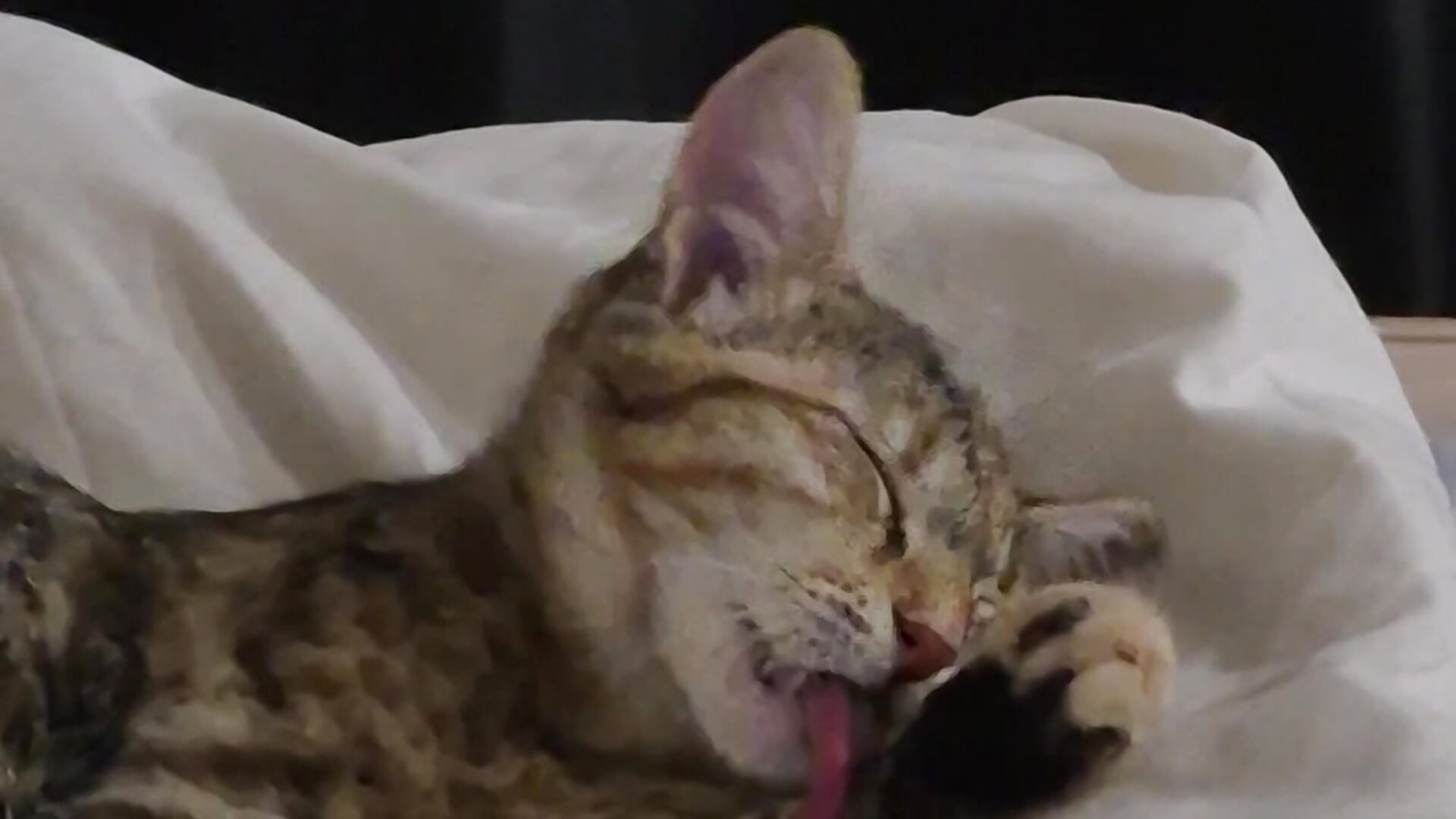 My little kitty - فيديو من Morana_Batt موديل الكام