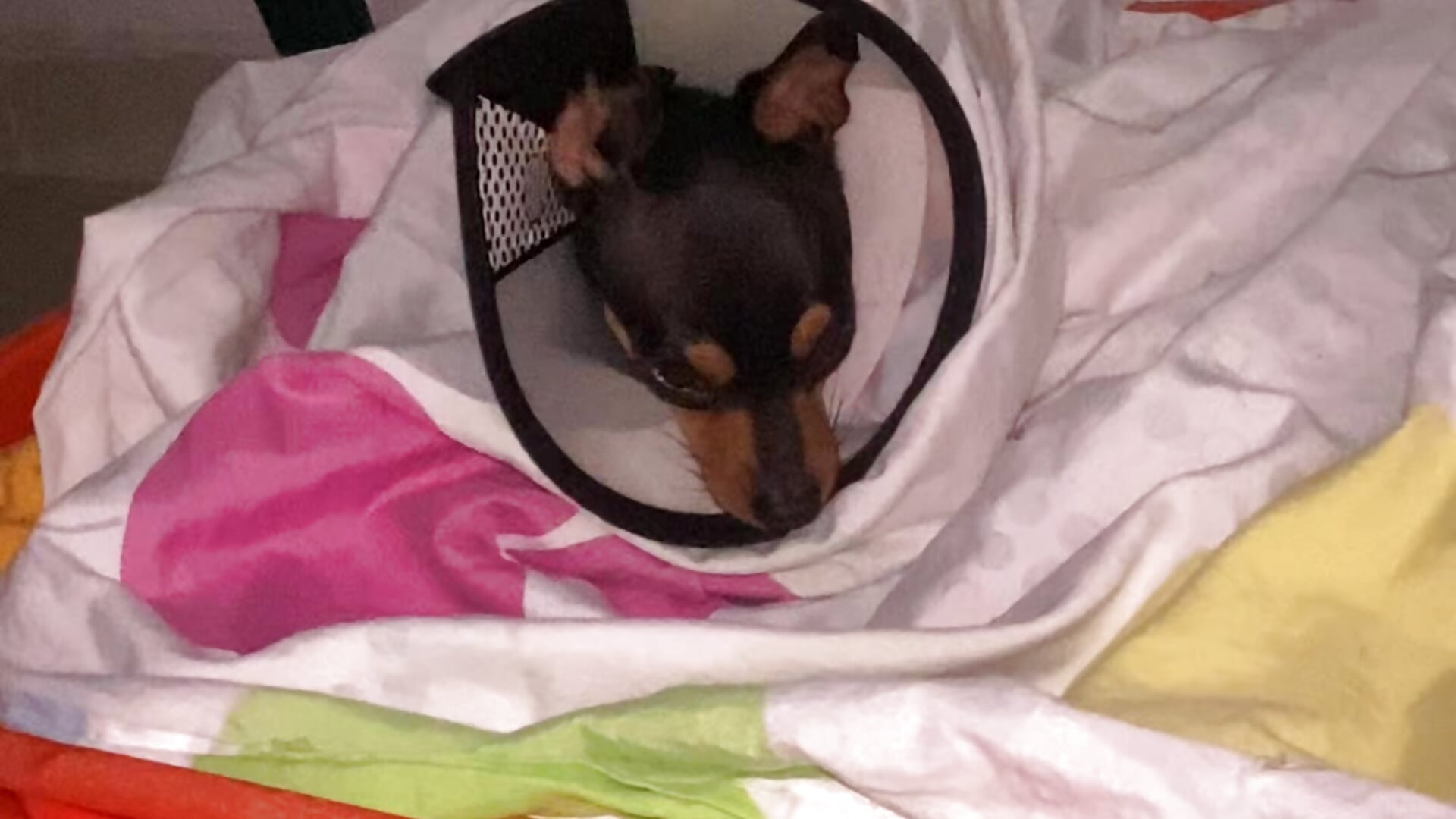 340CEC37-D7F3-4929-8B63-5265A90DE468 - Video von Kobayashiyan_Kun_uWux Cam-Model