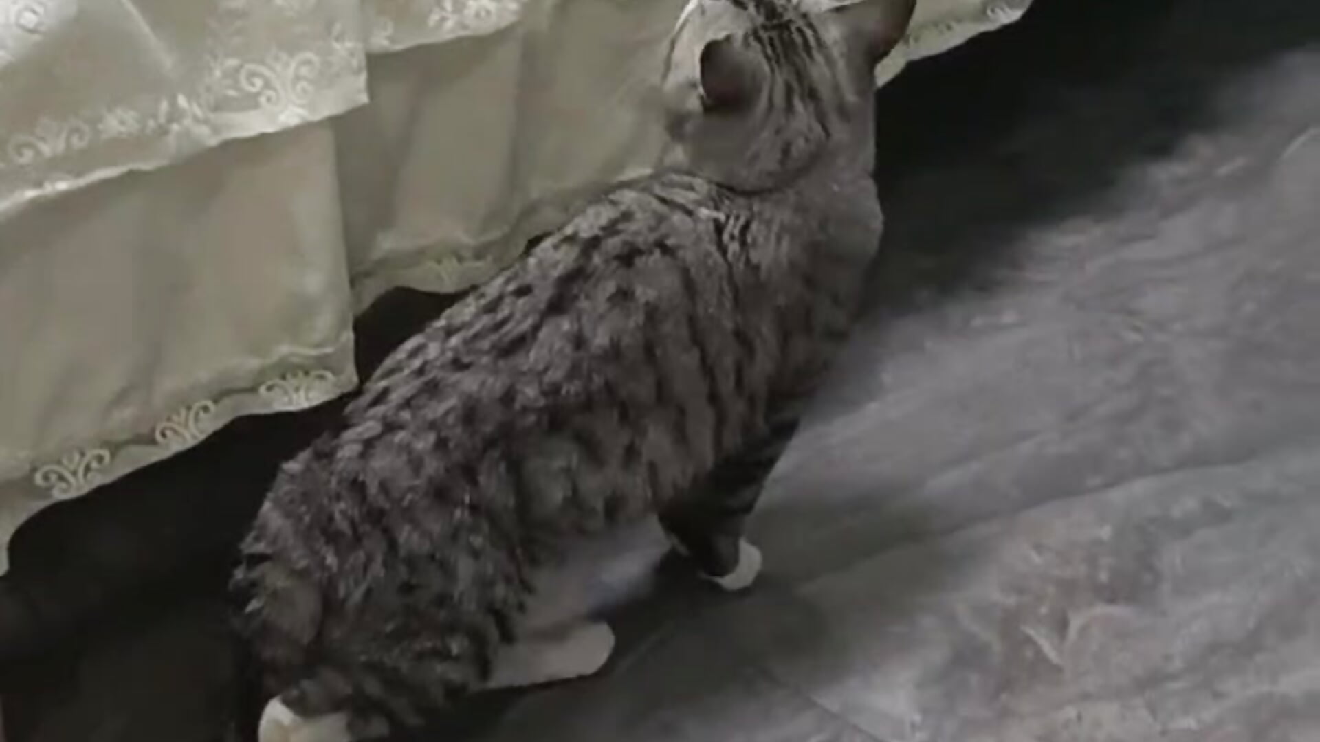 逗逗猫– xiaoxun520 kameramodell videója