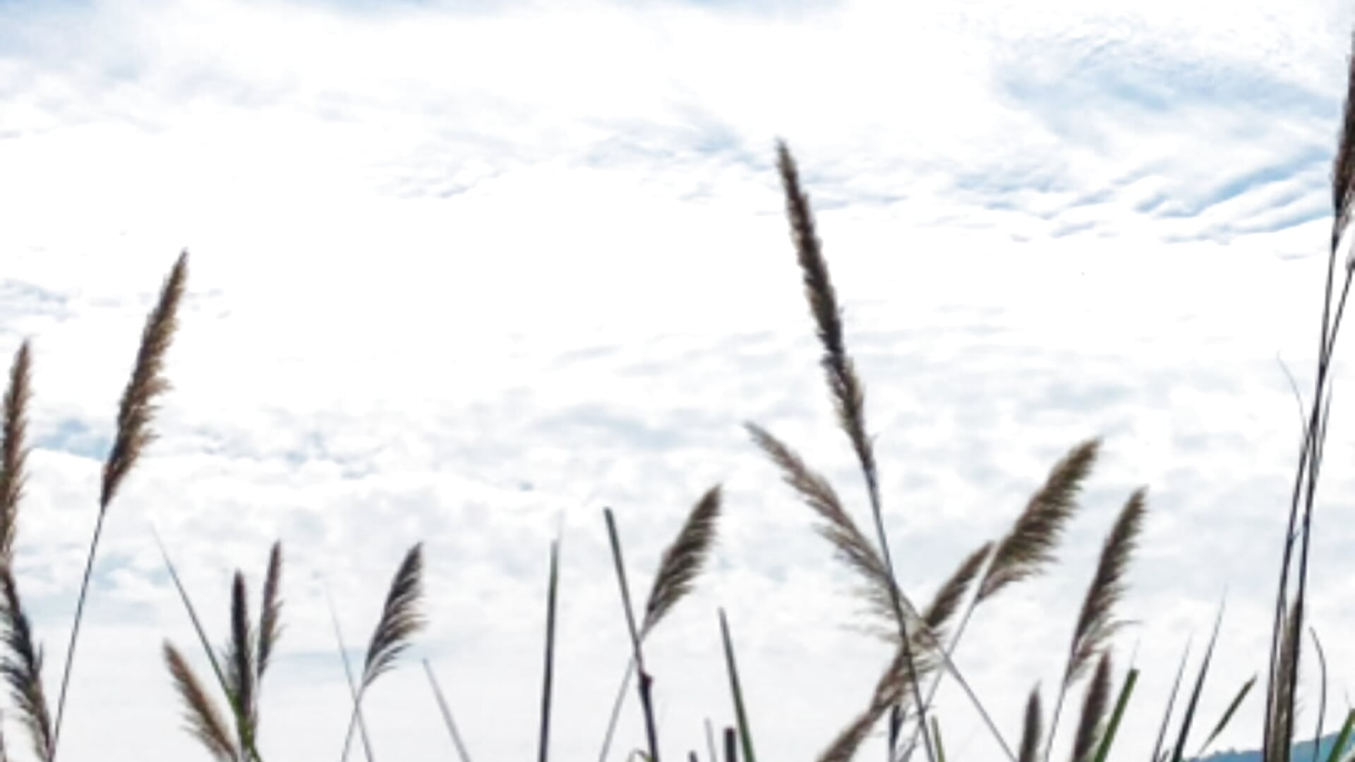 🍁🍁 - video by Bae_Gigii cam model