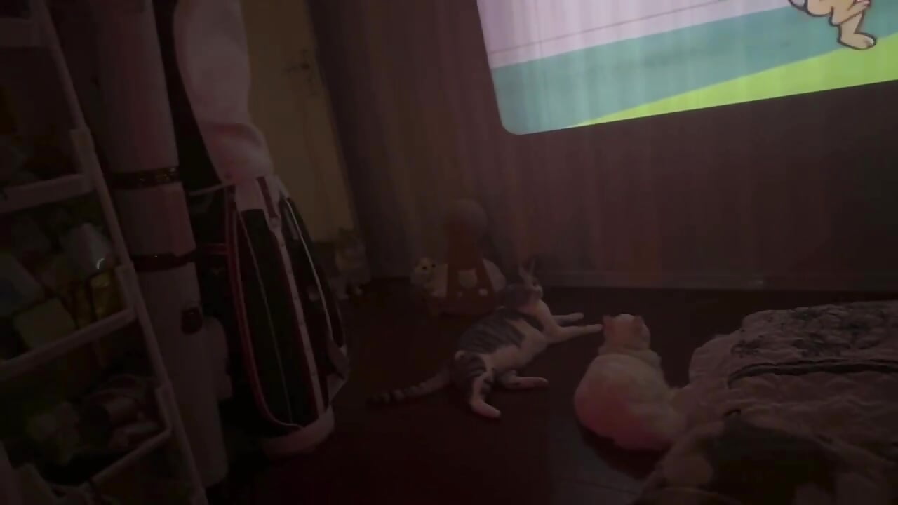 我的小猫小盆友们 - Scarlett-oracle主播的视频