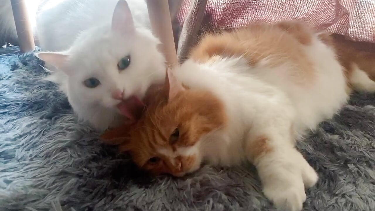 舔狗与它的公主👸殿下 - Scarlett-oracle主播的视频