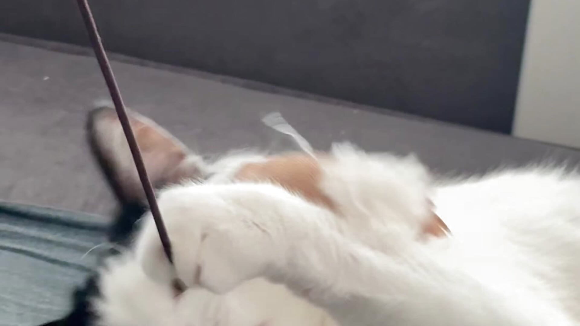 Just something positive - video od modelky/modela StasySweet