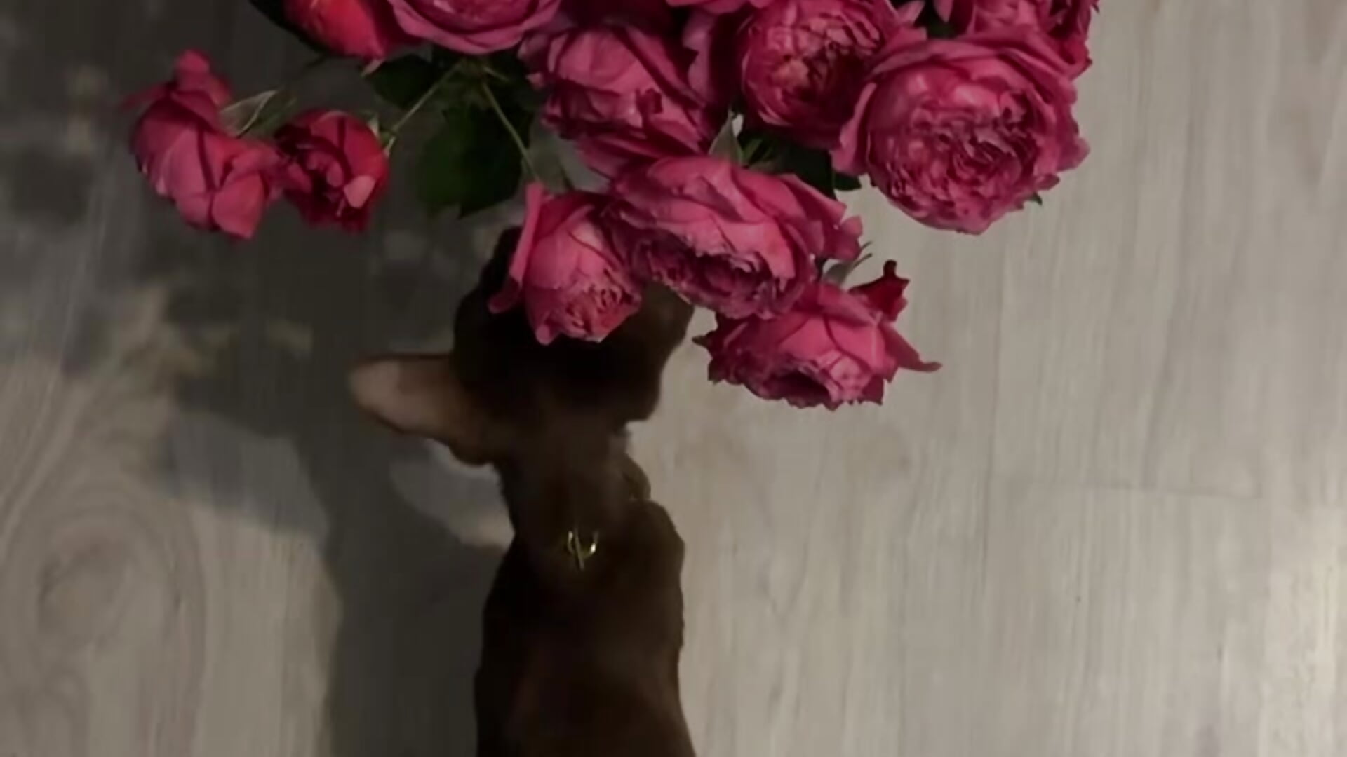 flowers my love - فيديو من LittleFox___ موديل الكام