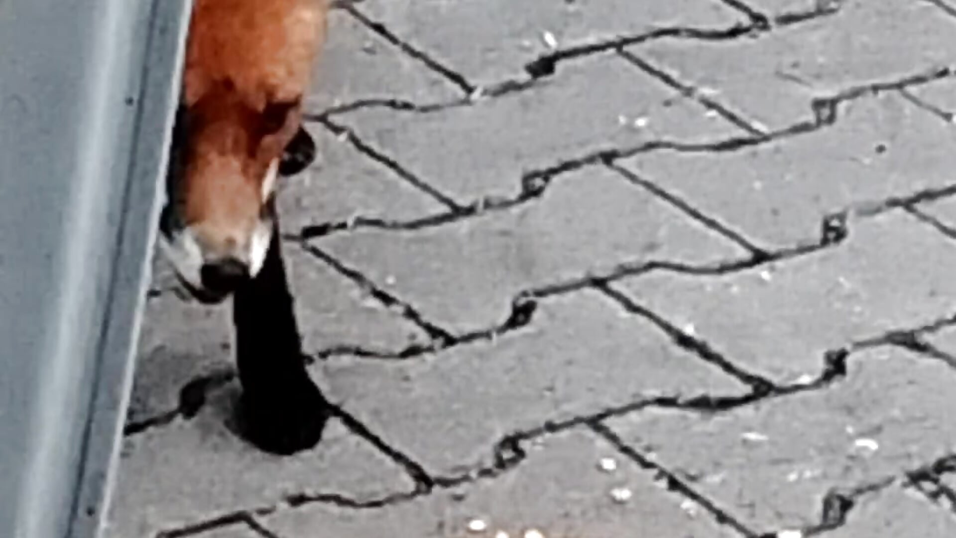 Fox 🦊 - video by __Bonnie_and_Clyde_ cam model