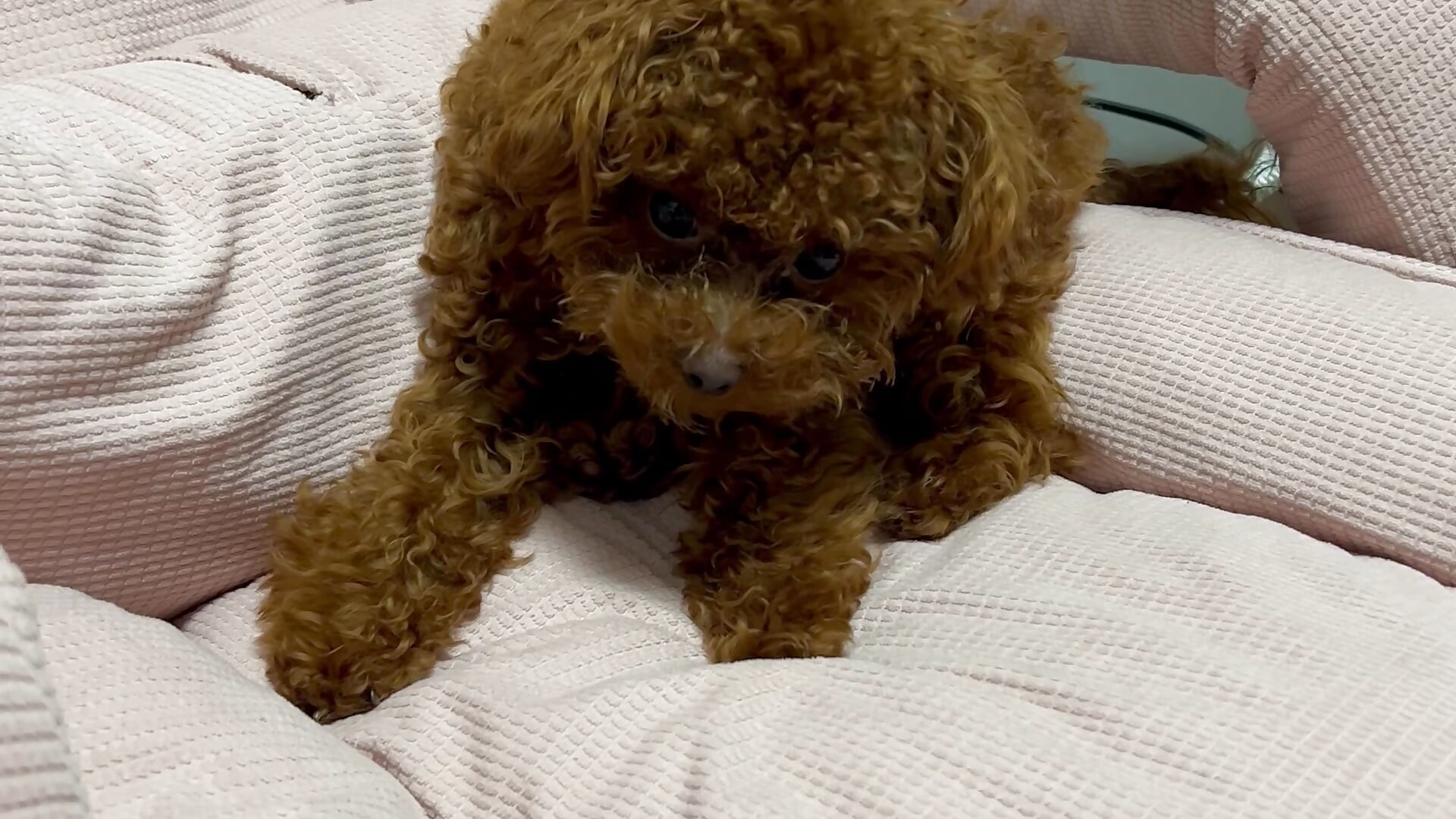 わんちゃん🐶 - vidéo du modèle de showcams Maito_01