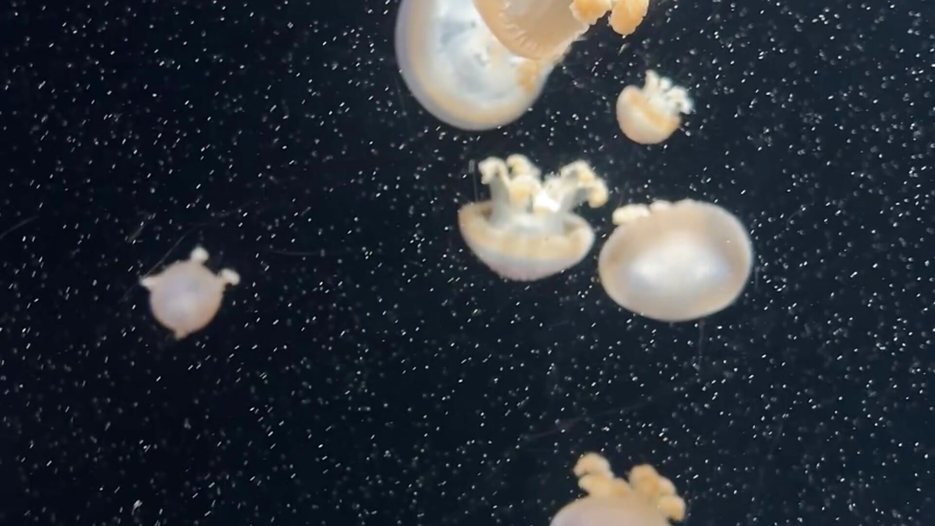 だいすきくらげ🪼 - mimiMiyao 캠 모델의 동영상