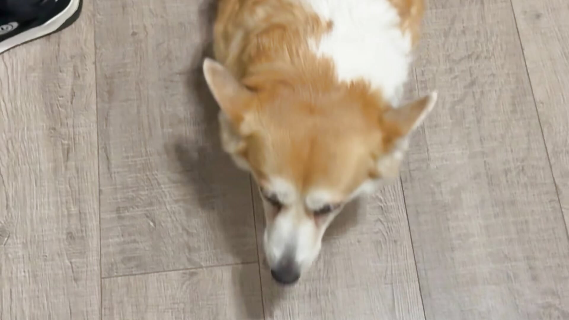 Long-awaited meeting 🥹🐶 - video by Nicole_Space cam model