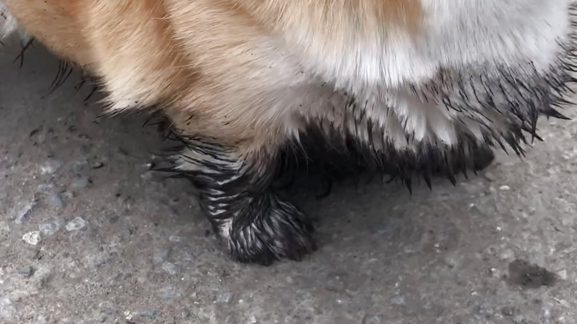 Today Mila turned 7 years old 🥳🎂 let’s congratulations her! 👏👏🎉 - Nicole_Space主播的视频