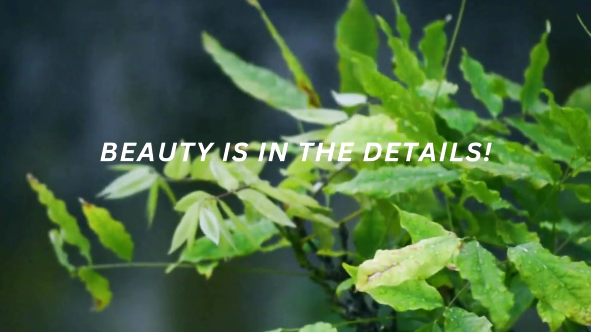 Green Leaf - video by DanceDiva cam model