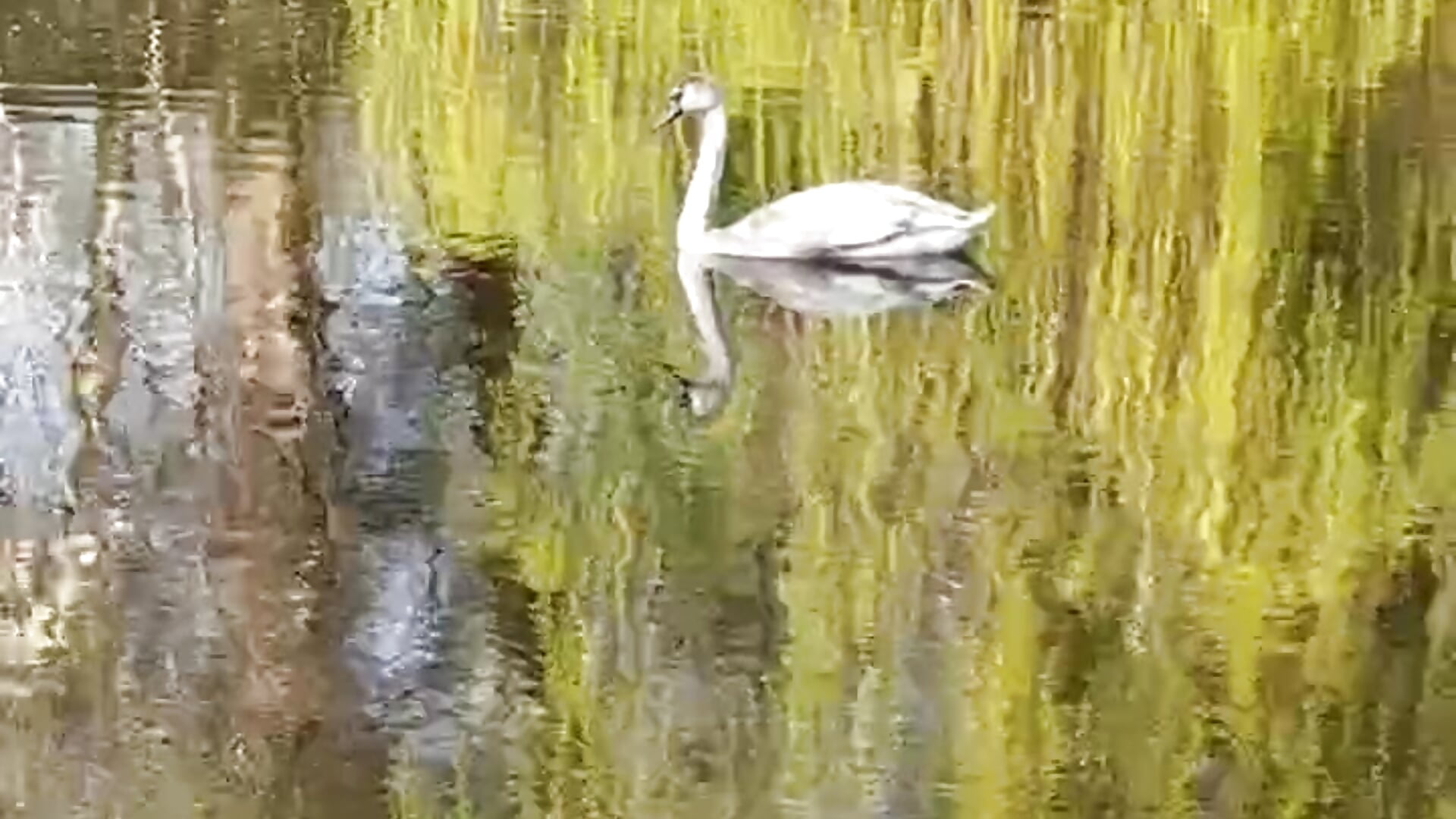 swan - วิดีโอโดย mila_glow1 โมเดลแคม