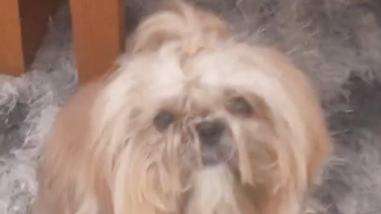 1000011442 - video by delicio6 cam model