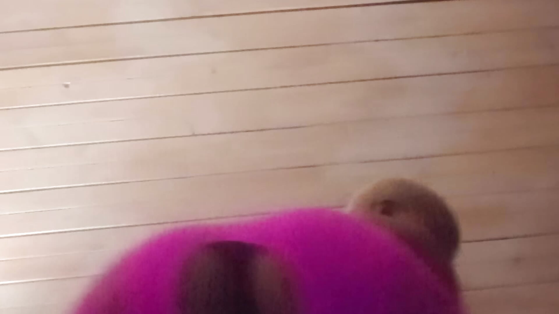 1000048749 - video by Sultry_Pet cam model