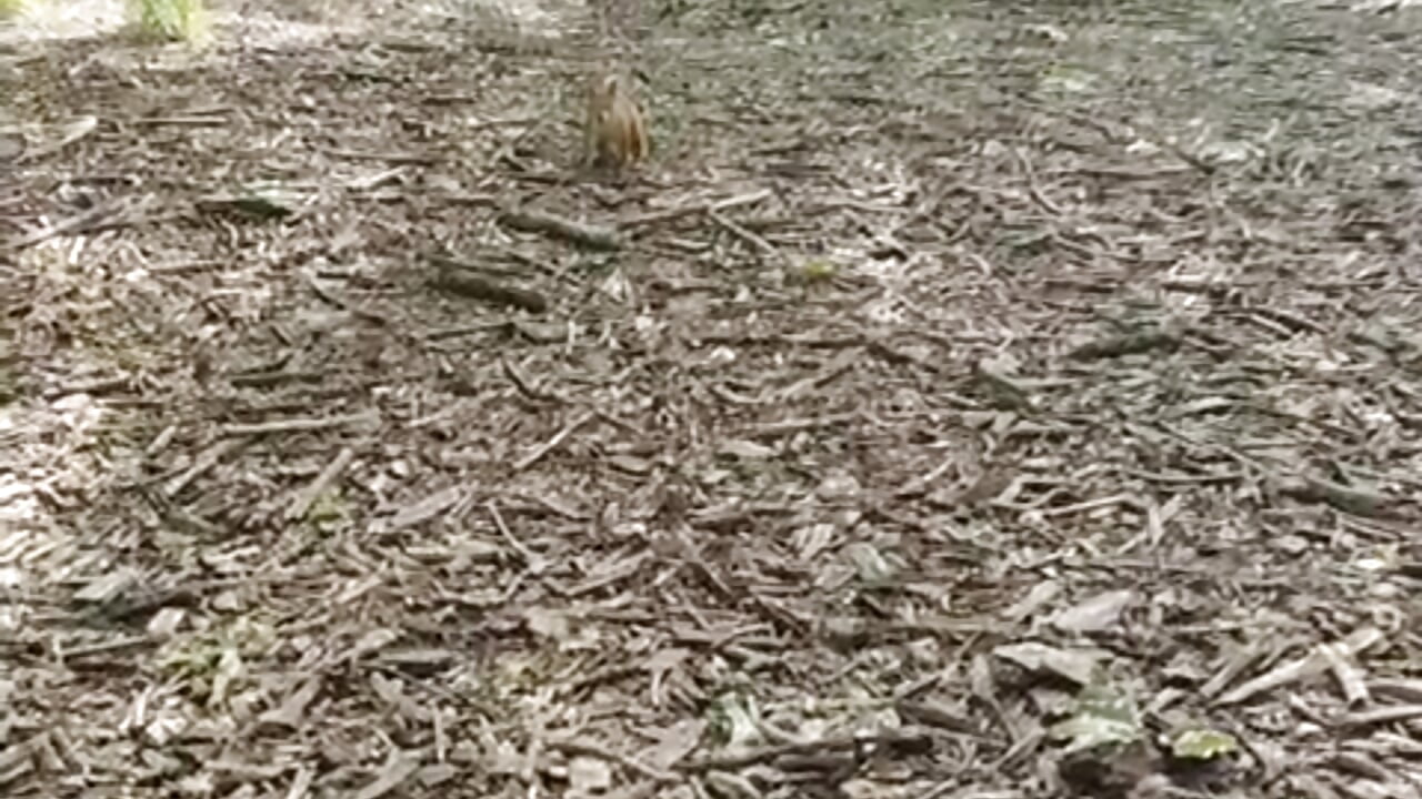 in my free time I deceive squirrels - video by AliceCUNTach cam model