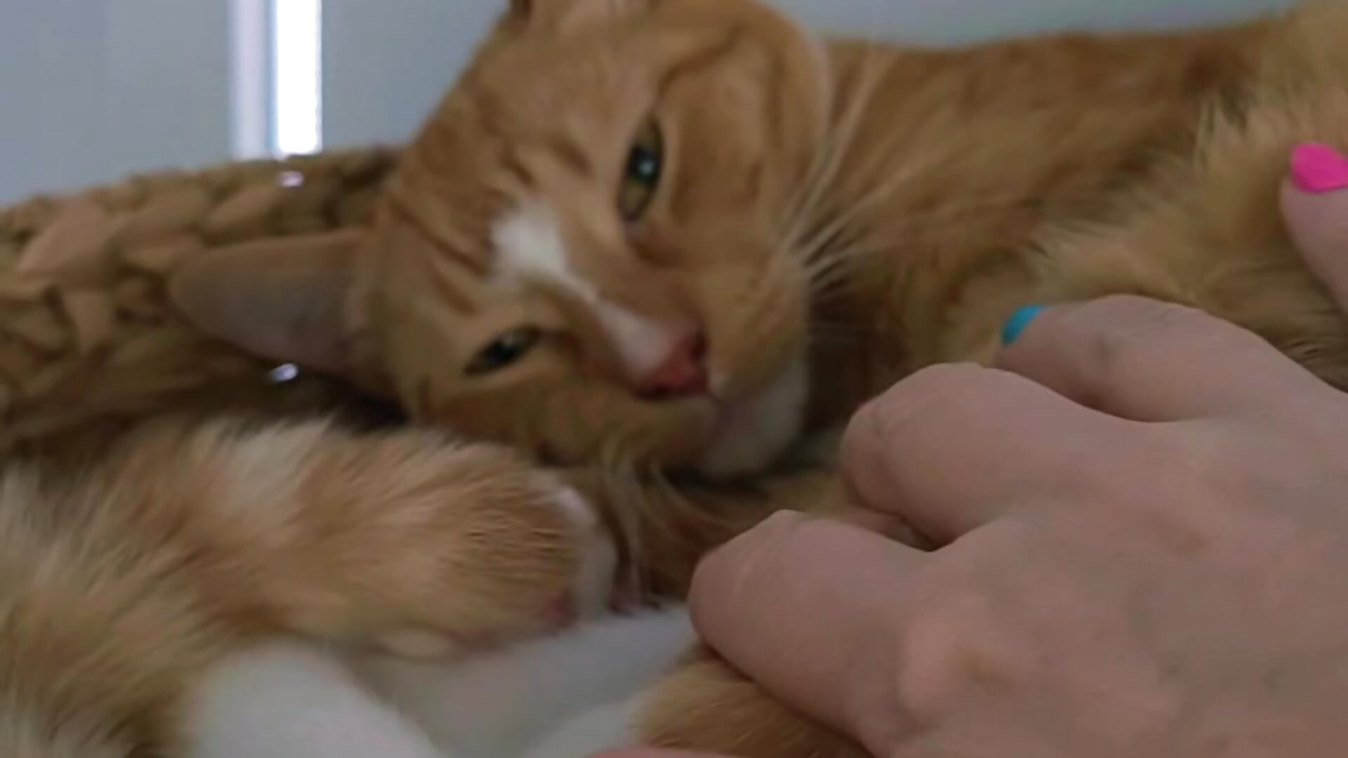 Nemo update  🐈 - Vídeo de l4dyc4pricorn76, modelo de vídeos