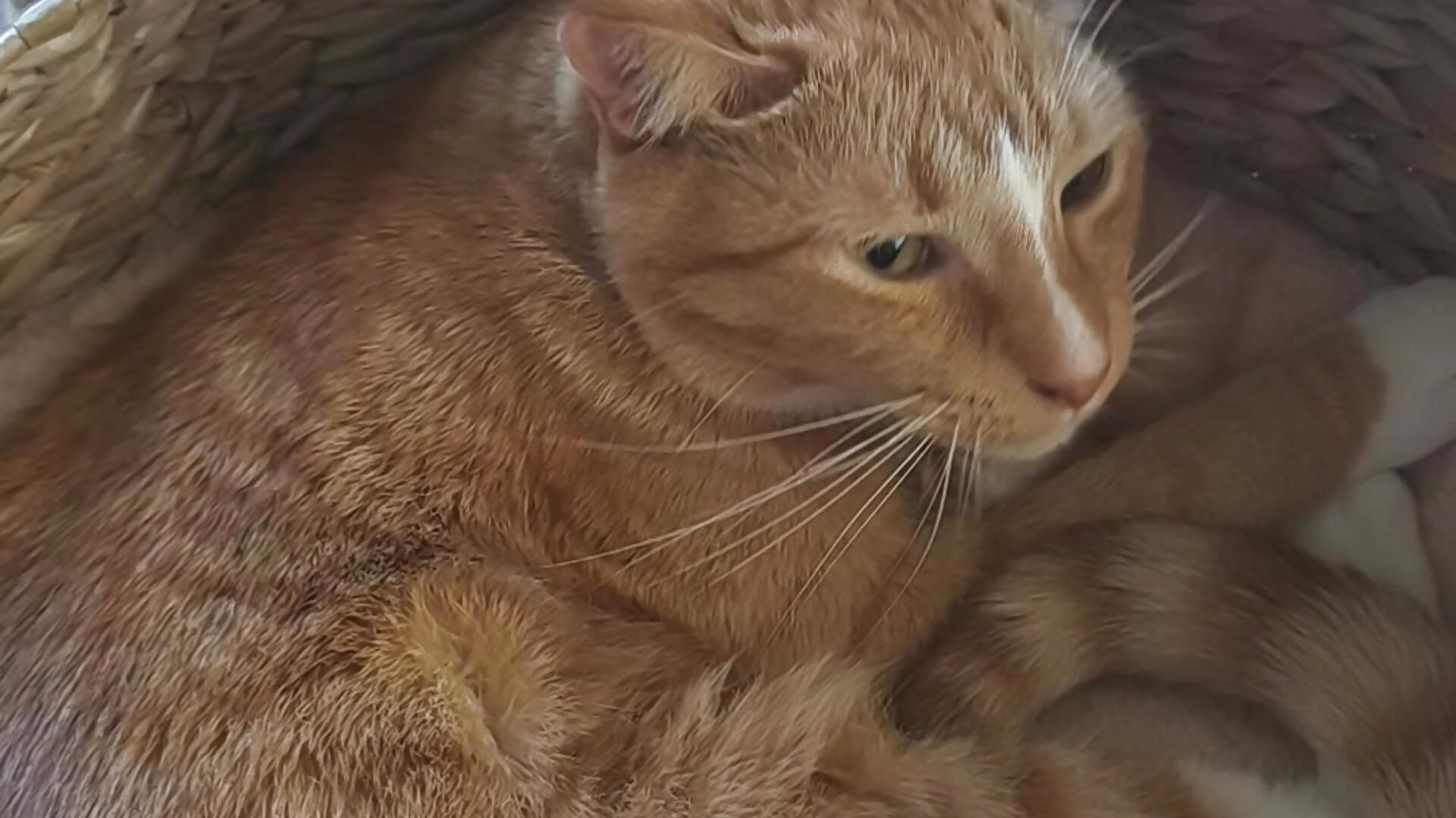 Sleepy Nemo 🐈 - video oleh l4dyc4pricorn76 kamera model
