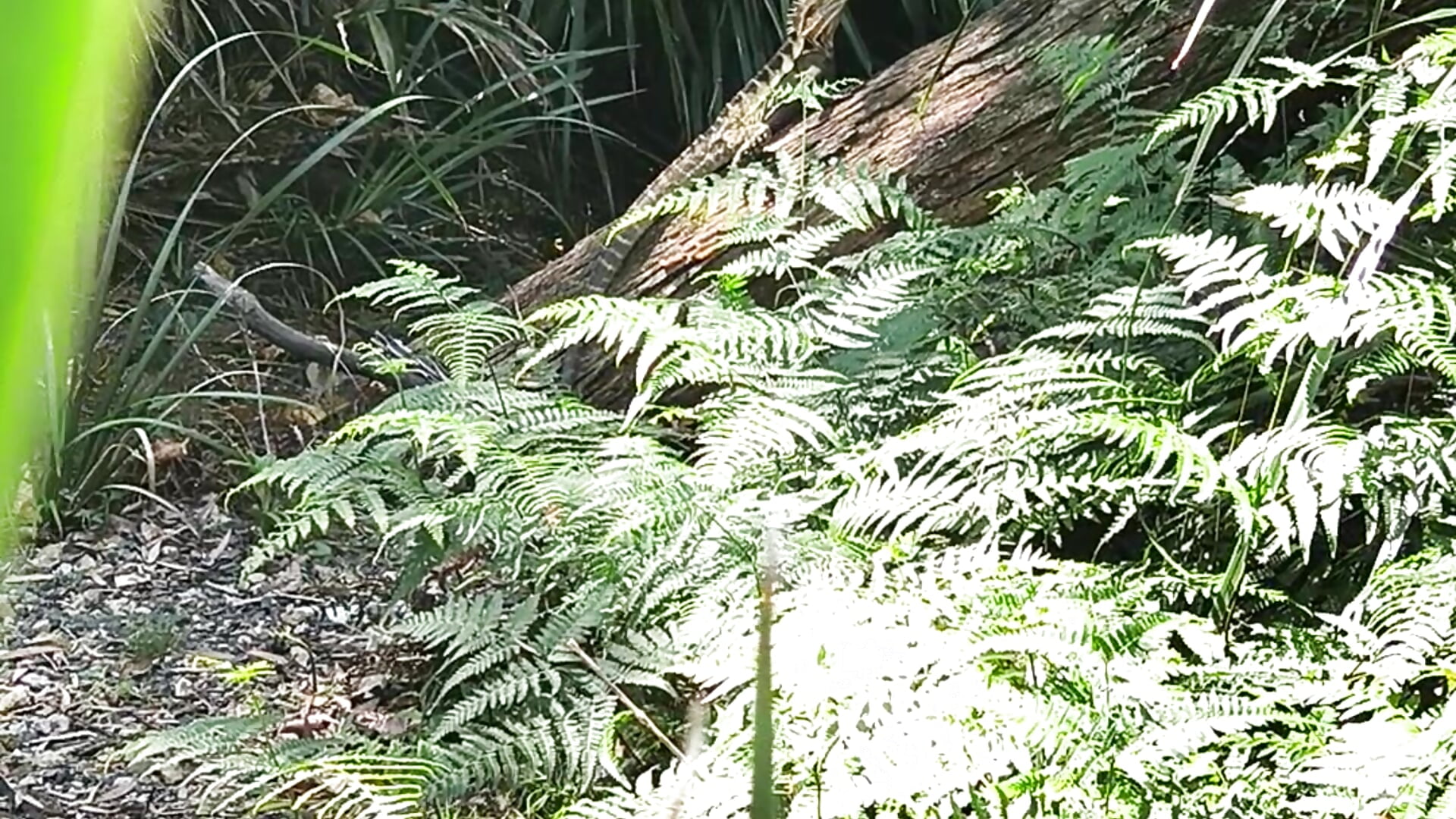 Lizard Capturing The Sun🦎 - video oleh model kamera Blush_Goddess_