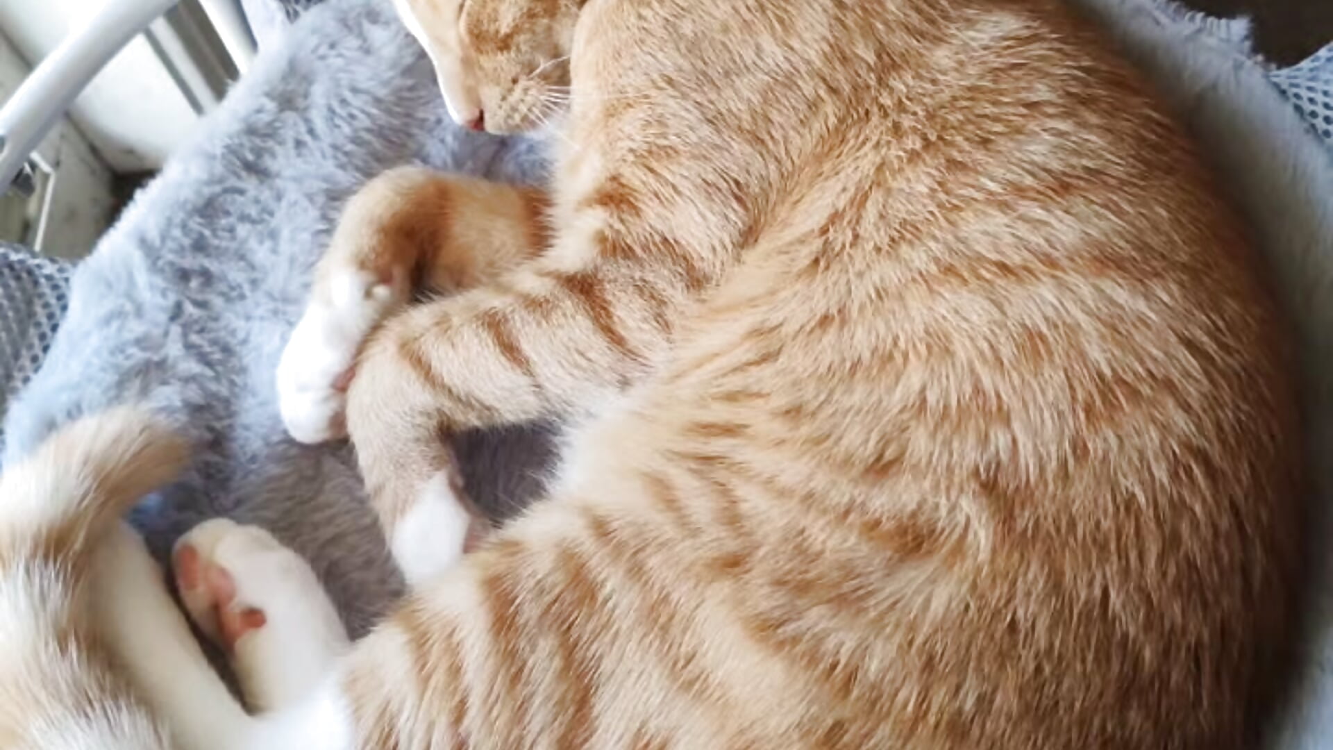 Nemo 🐈 - vídeo de la modelo de cam l4dyc4pricorn76