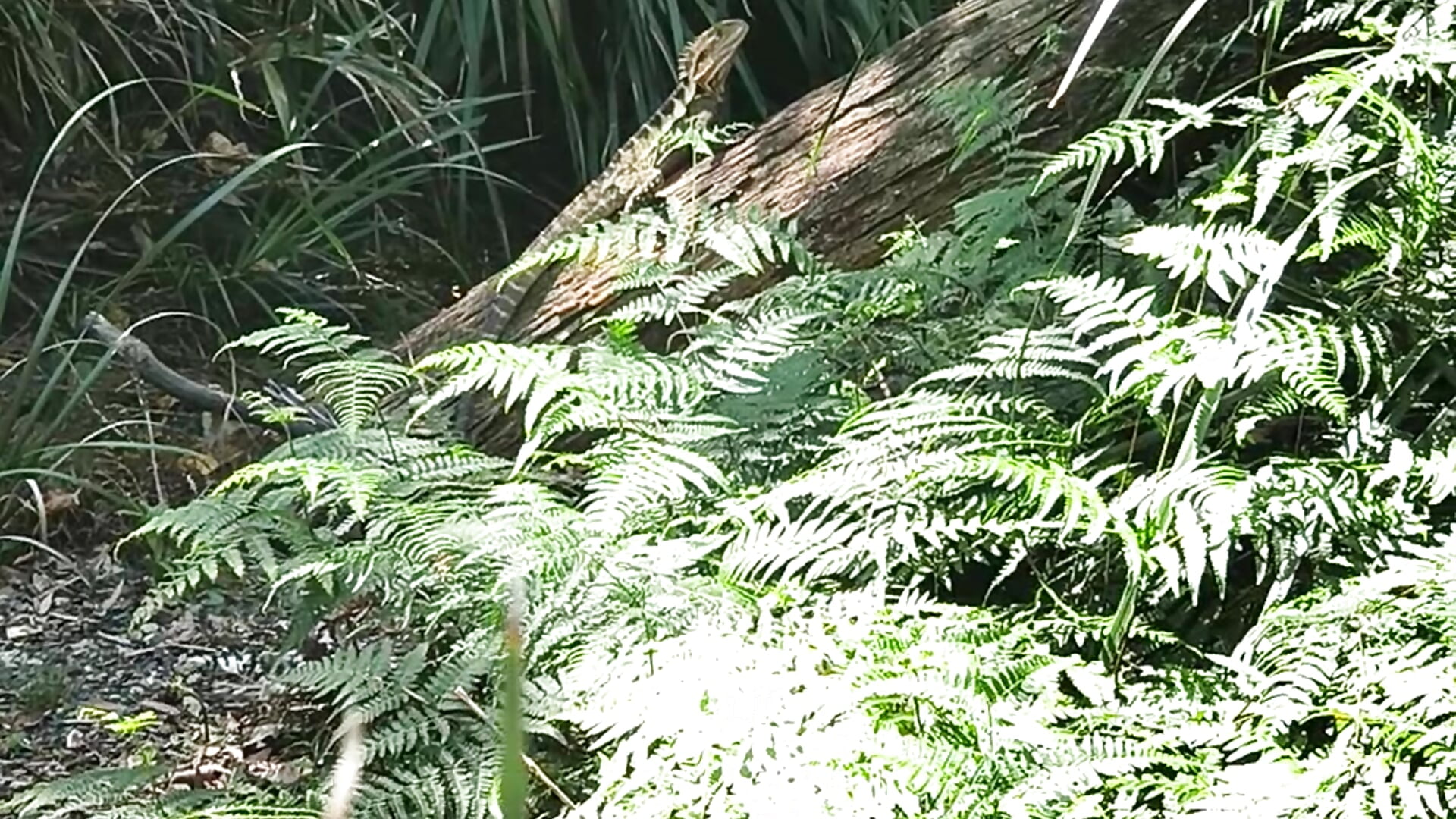 Lizard Capturing The Sun🦎 - video by Blush_Goddess_ cam model