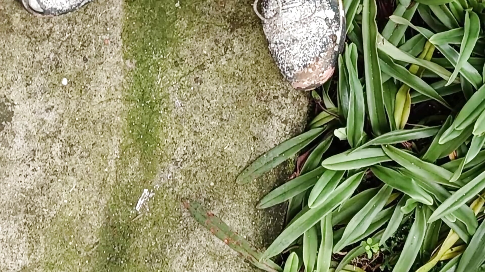 1000009230 - video by pombagg00 cam model