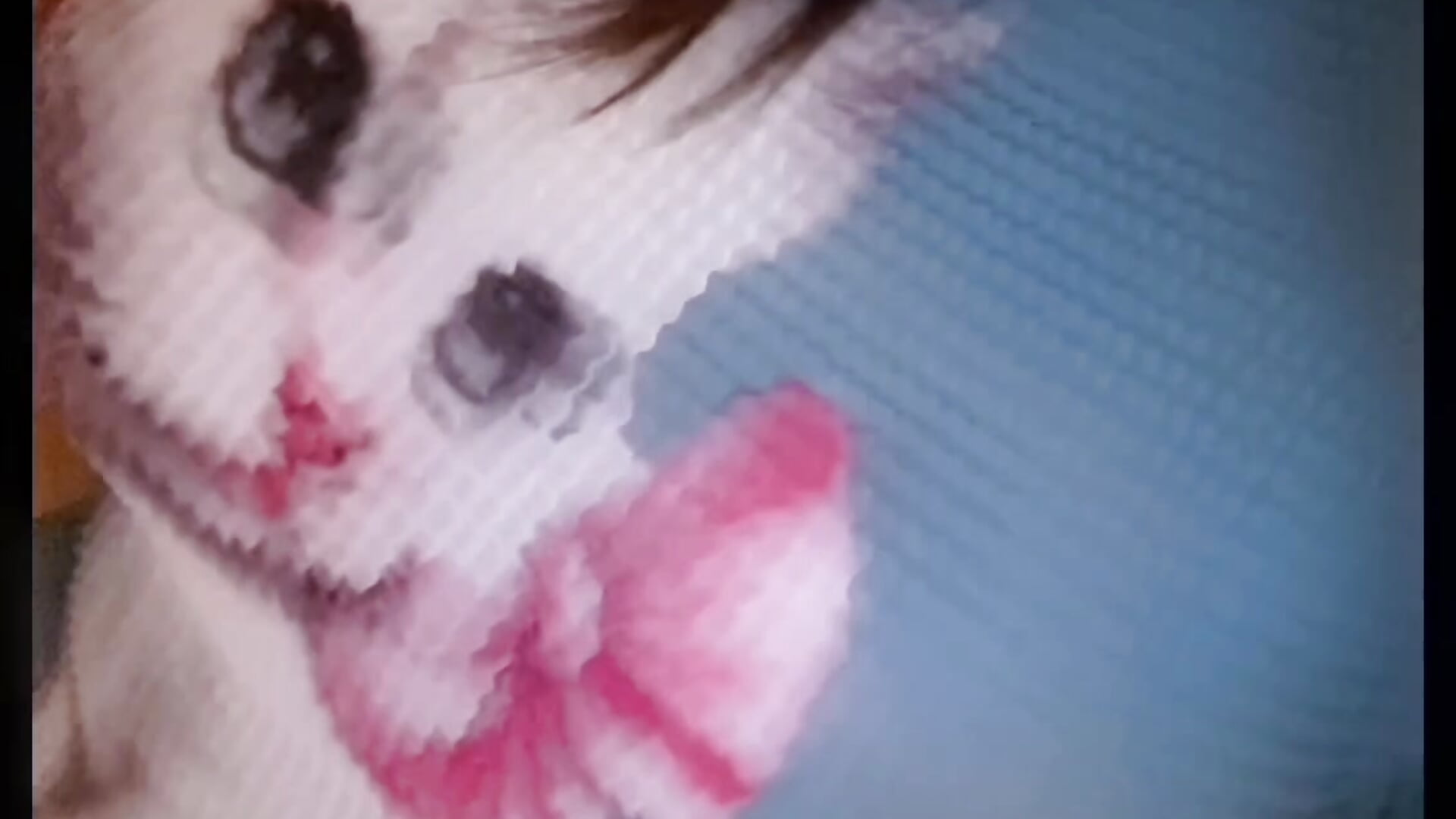 小猫