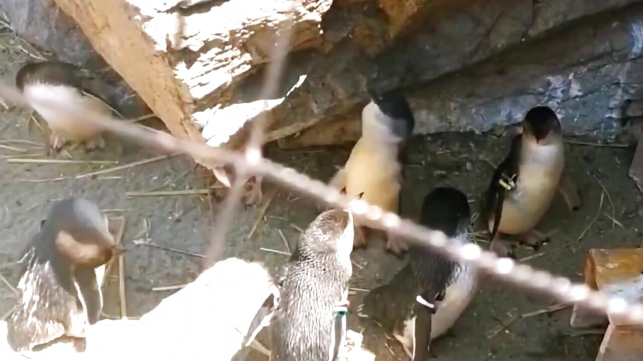 🐧♡－カメラキャストの__meiの動画