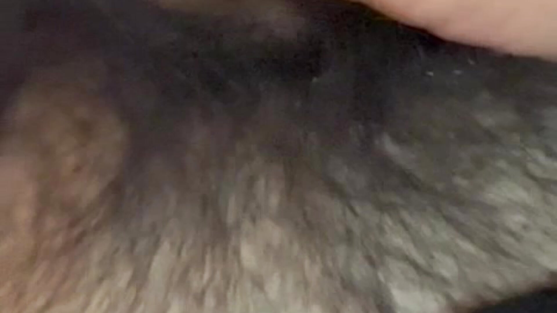 ちんちん近め雑魚ちんぽが萎えチンからwow!Big‼️ - video by sukebegorilla cam model