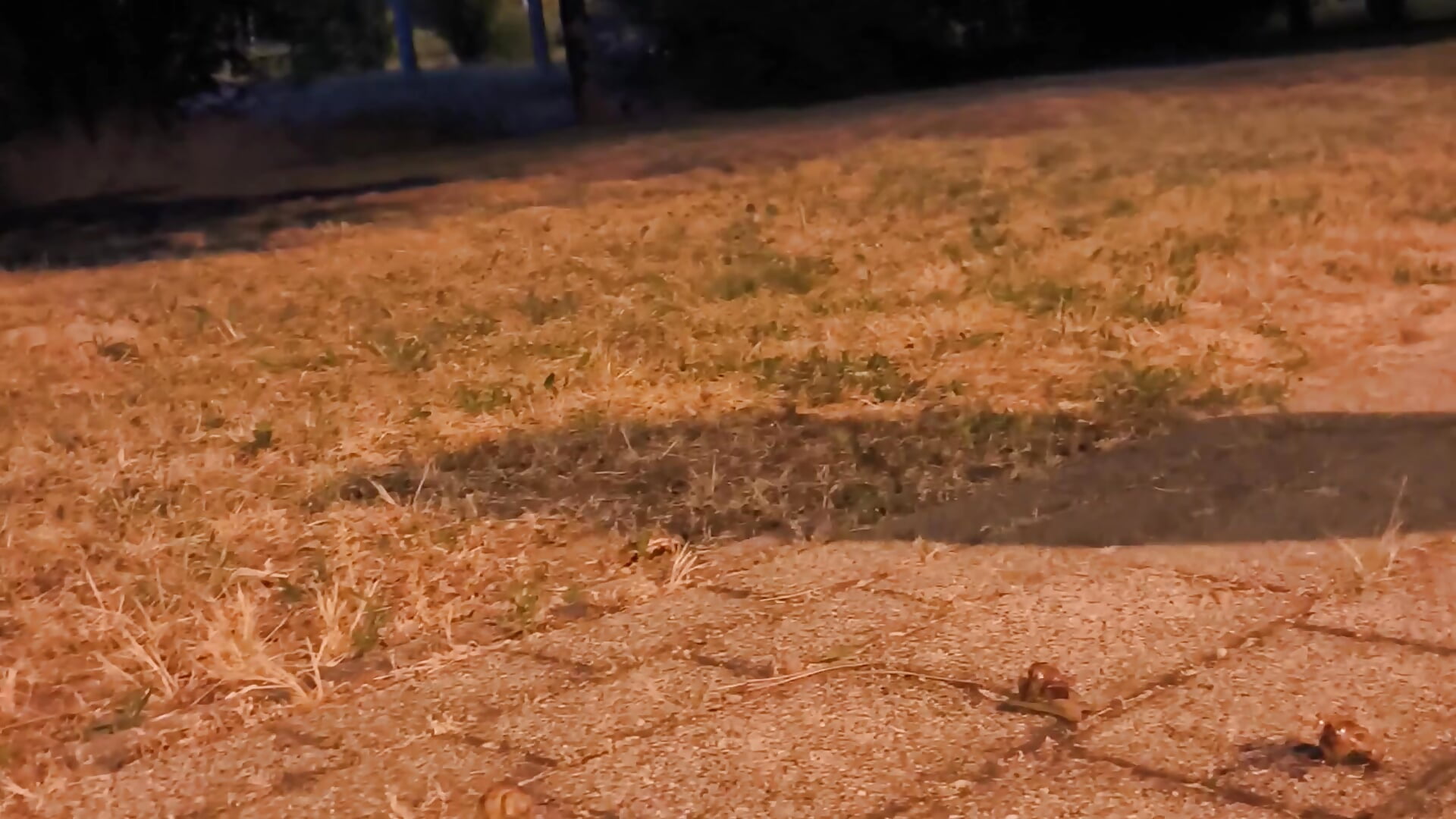 Merciless Snail Crushing 🐌👢 - video by CruelSiren cam model
