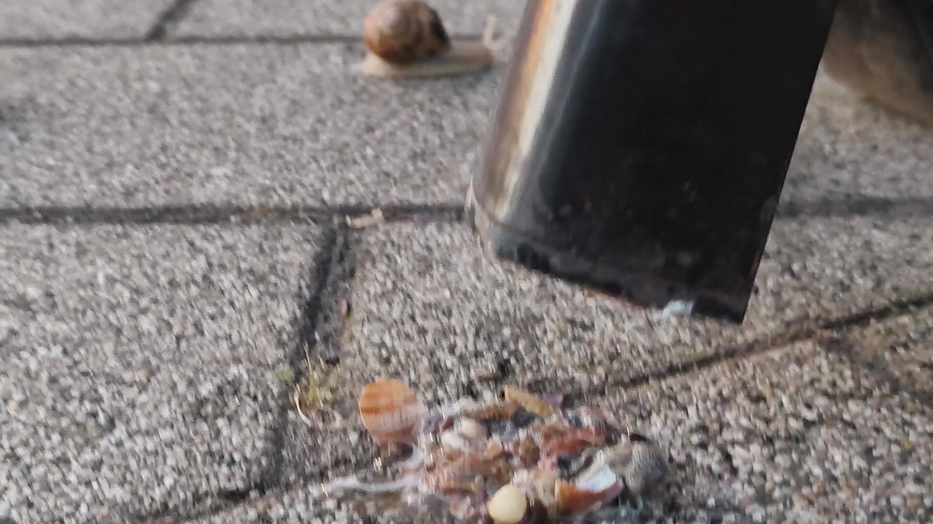 Snail Crushing Talking - video by CruelSiren cam model