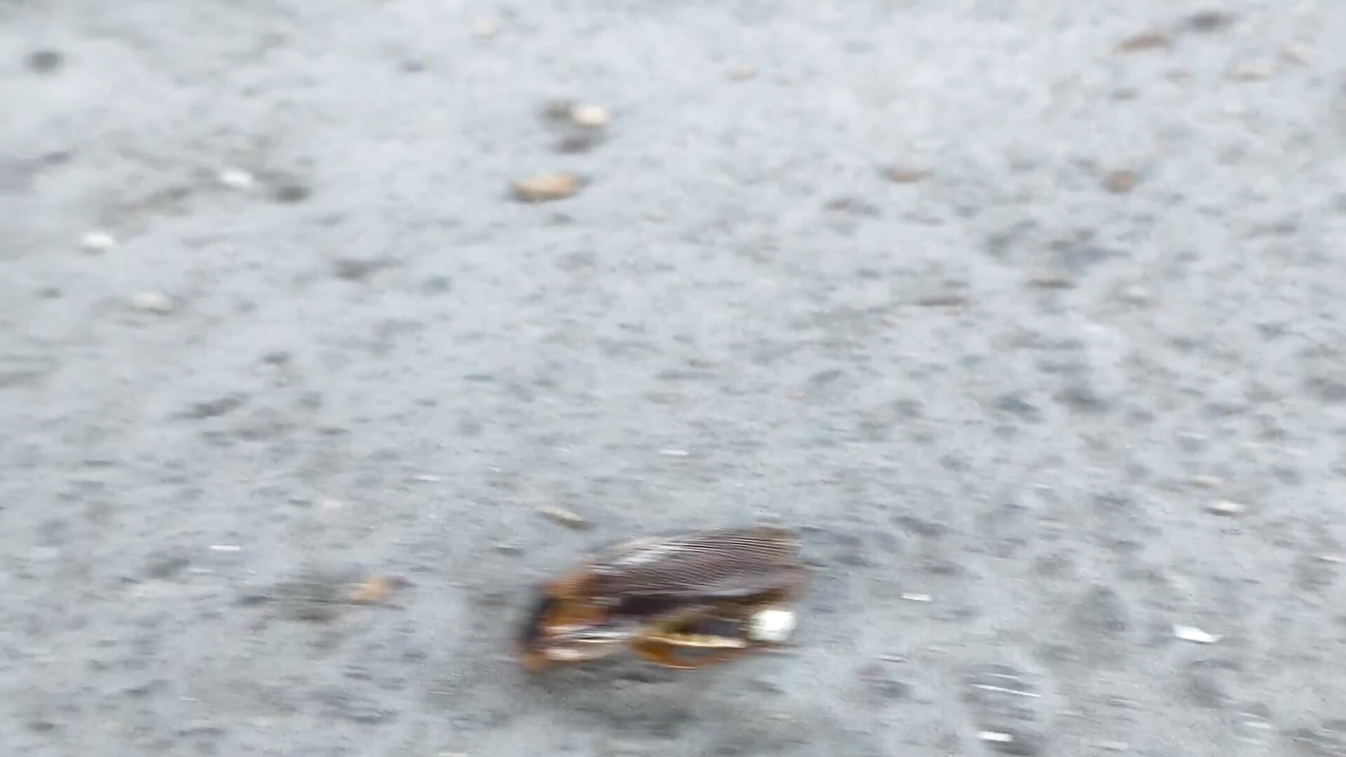 Cockroach Teaser Video - video by CruelSiren cam model