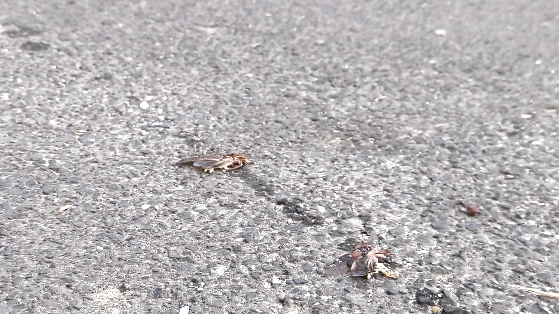 Cockroach Crushing - video by CruelSiren cam model