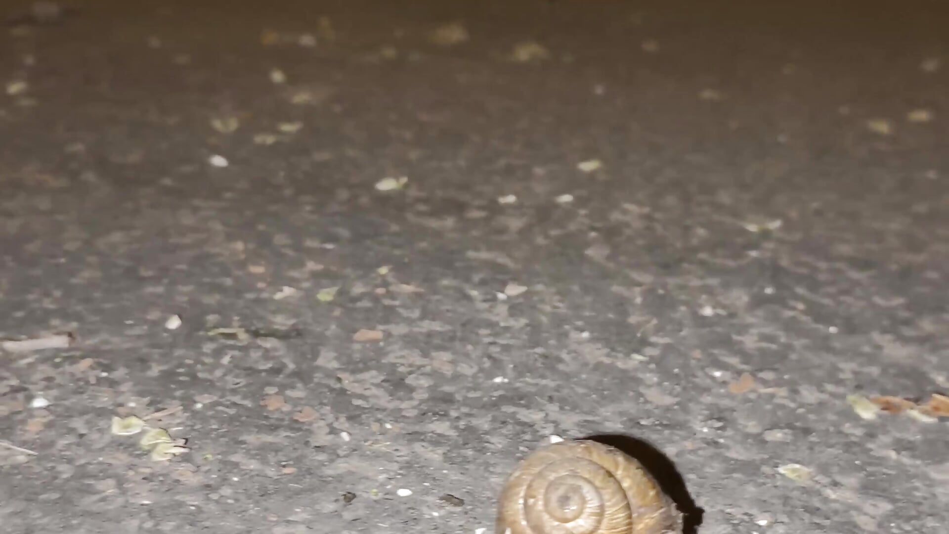 3 Snail Crushing - video by CruelSiren cam model