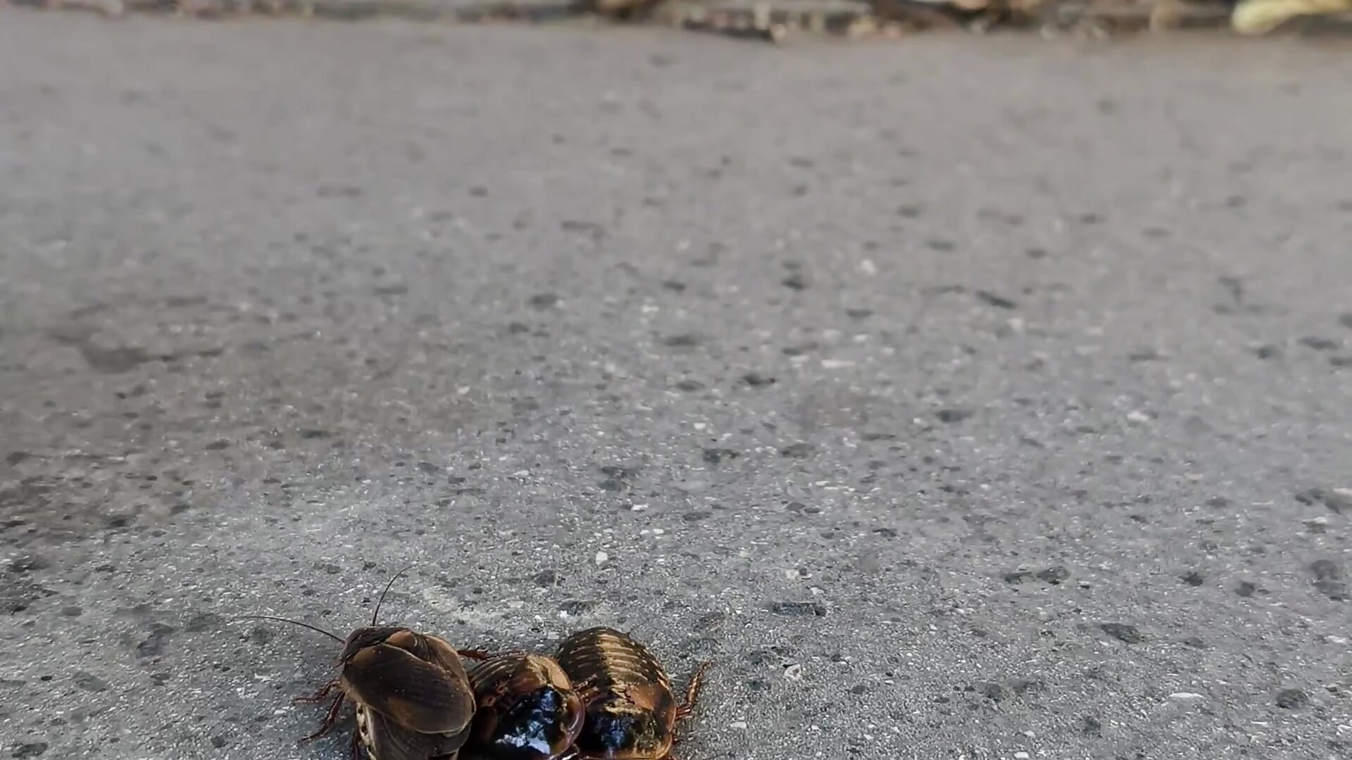 Cockroach High Heel Teaser - video by CruelSiren cam model