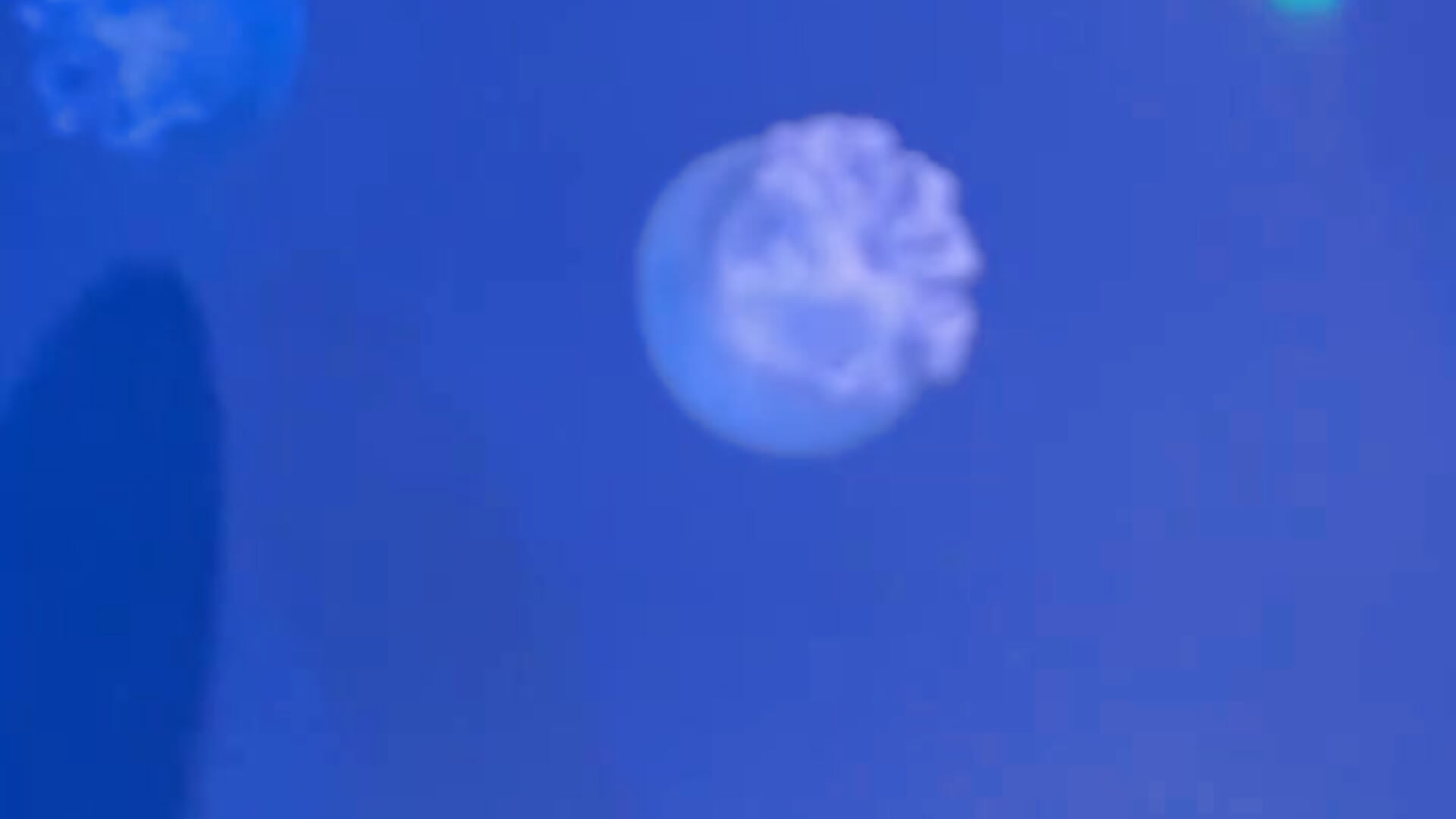 くらげ - video by moka-neko cam model