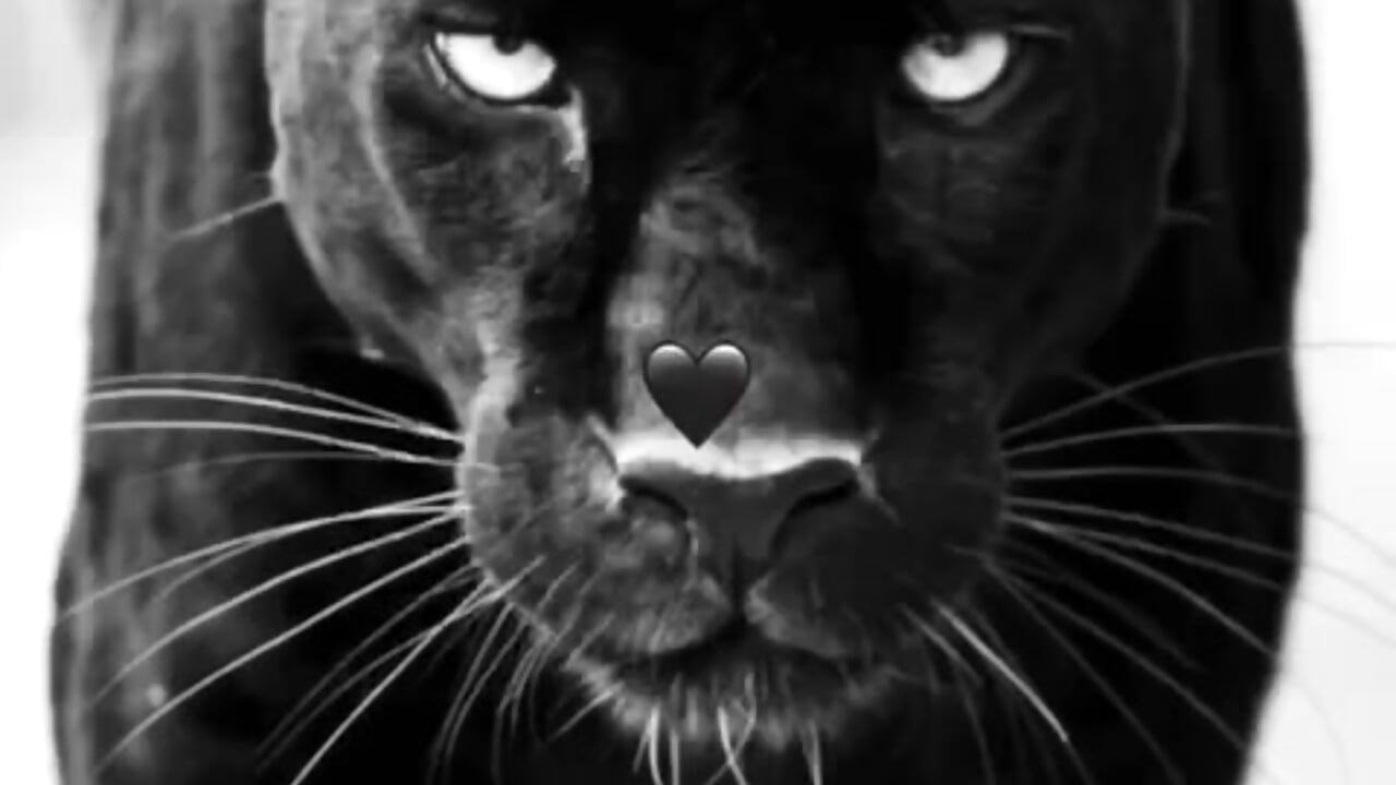 VID-20250811-WA0004.mp4 - video by charlottekiss99 cam model