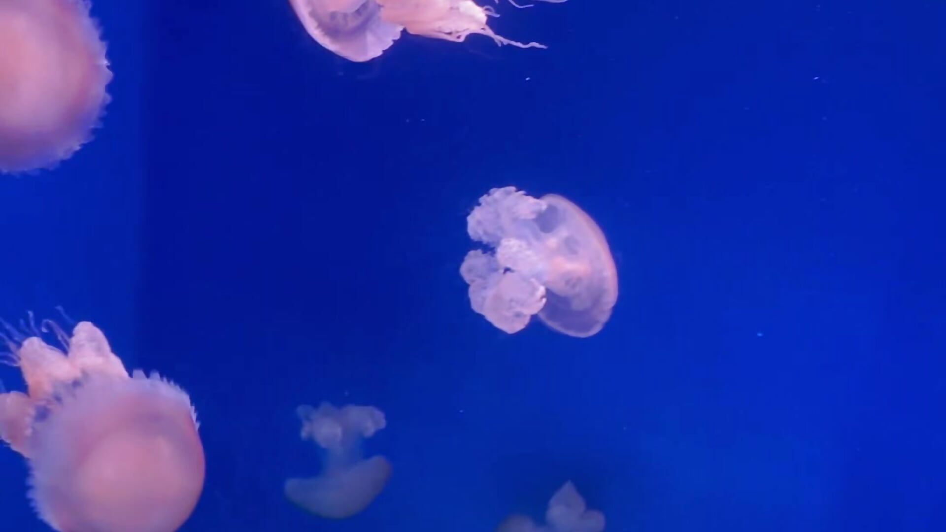 水族館でクラゲさん見てきた🪼 - video by _Non_non_ cam model