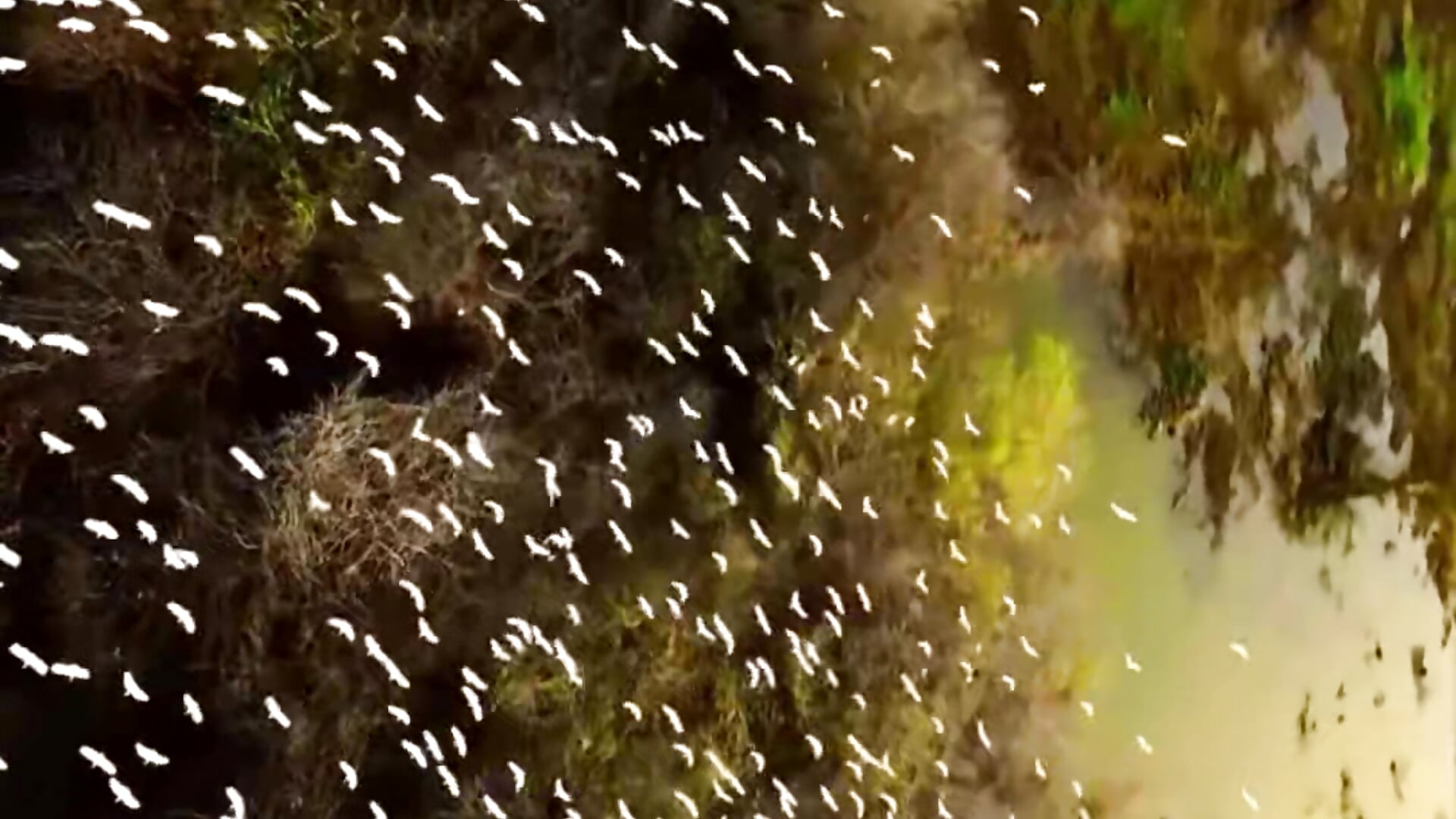 Nature - Video von Teju_21 Cam-Model